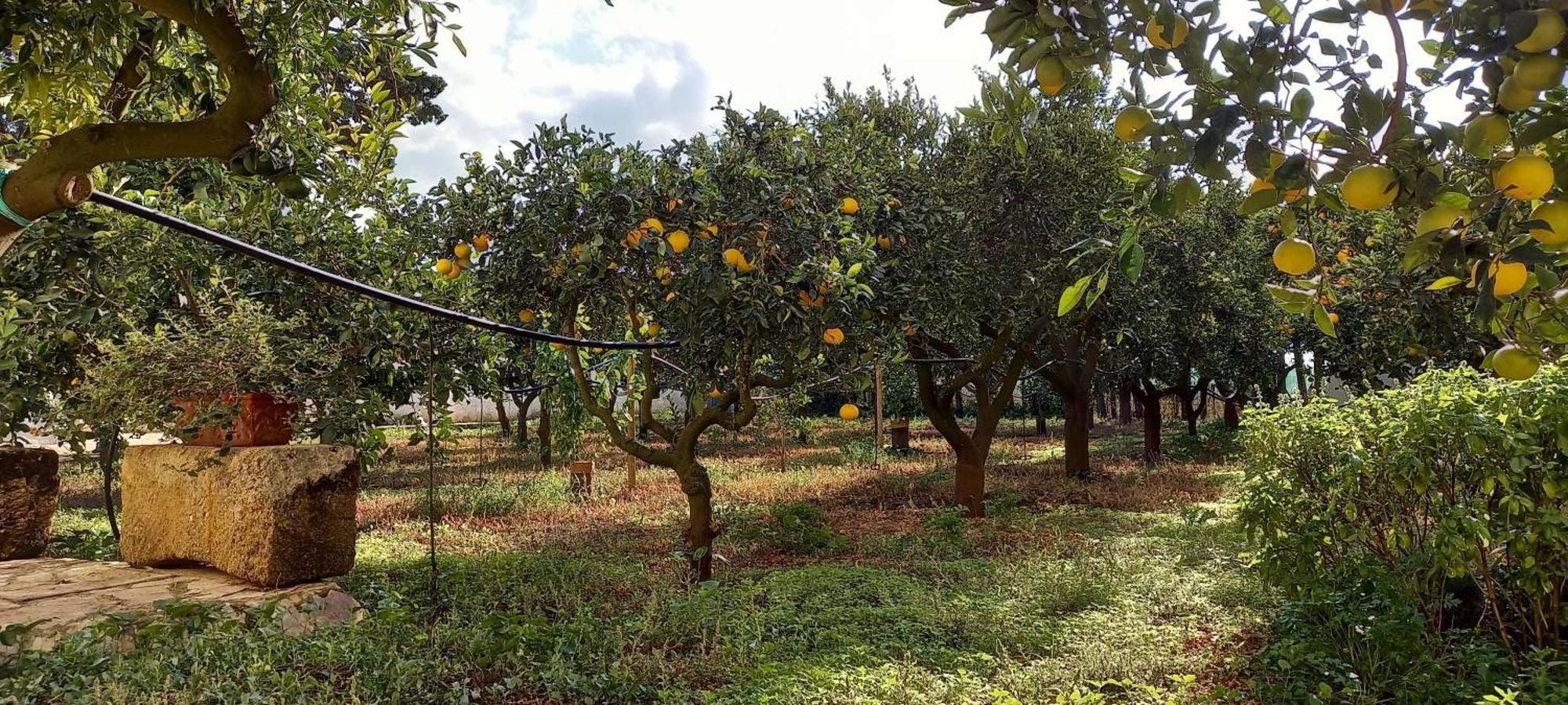Baglio Spano - Antiche Dimore Di Sicilia Petrosino Bagian luar foto